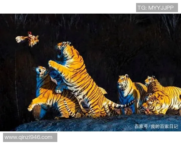 东北虎与飞虎的巅峰对决谁将成为战斗的王者